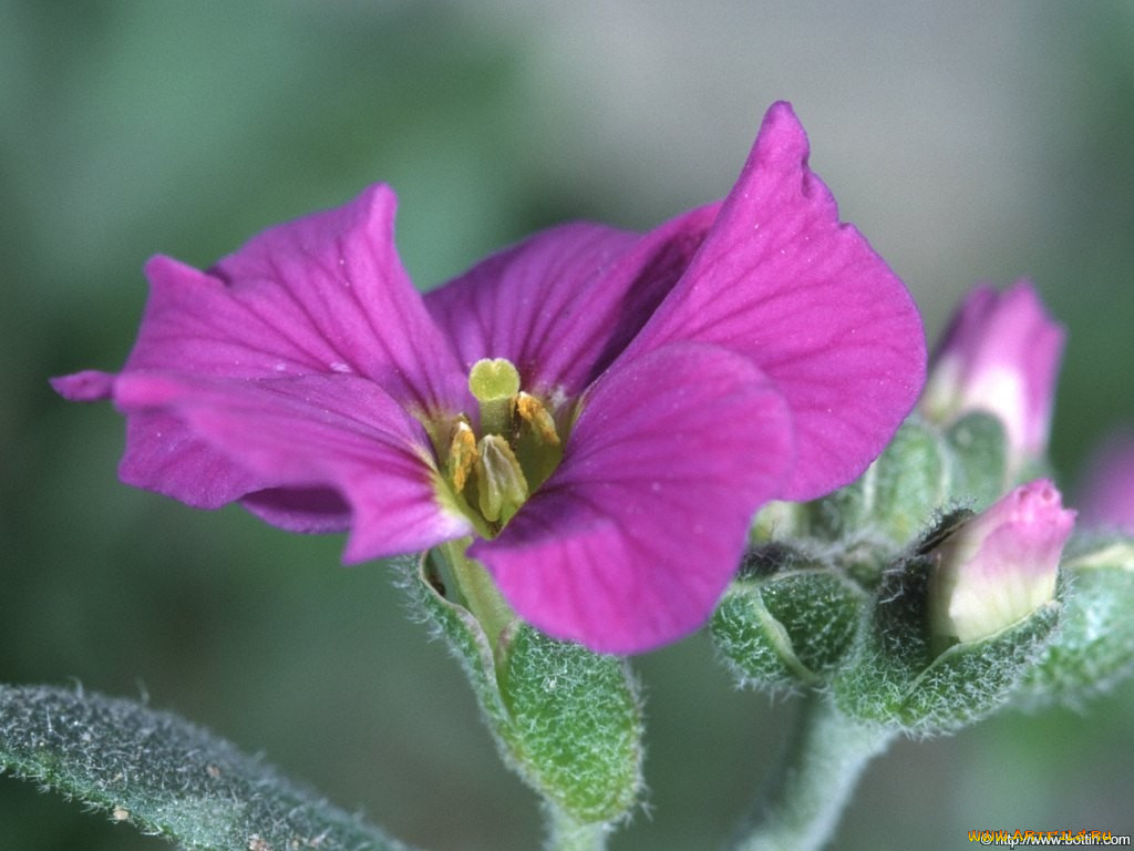 macro, 